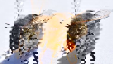 Im Werdenberg summt es: Der Bienenzüchterverein feiert das 125-Jahr-Jubiläum