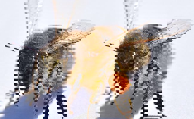 Im Werdenberg summt es: Der Bienenzüchterverein feiert das 125-Jahr-Jubiläum