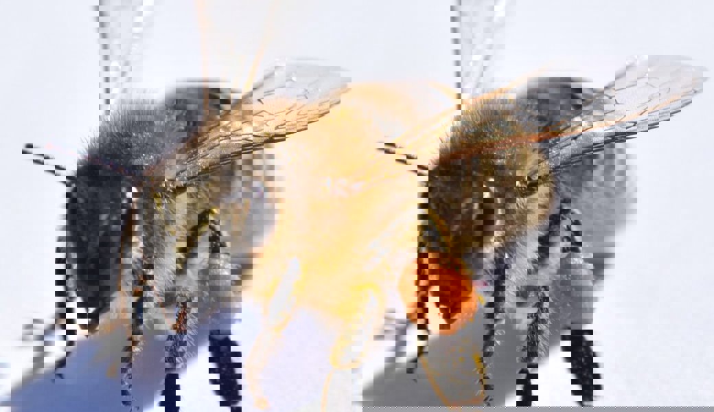  Biene mit Pollenhöschen: Im 2023 erscheint die Rubrik «Im Werdenberg summt es» monatlich. 