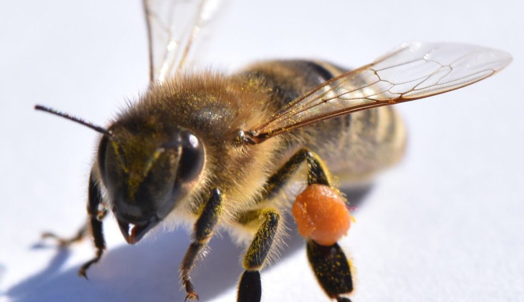  Biene mit Pollenhöschen: Im 2023 erscheint die Rubrik «Im Werdenberg summt es» monatlich. 