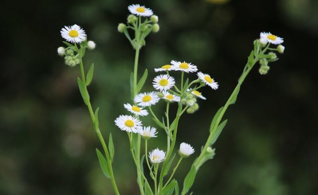 Bekämpfung invasiver Neophyten: Die Stadt Buchs führt den kostenlosen Neophytensack ein