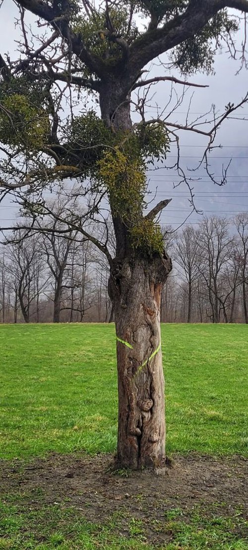  Alte Hochstämmer, die bei den Kleinpflanzerparzellen gefällt werden sollen, erregen die Gemüter.