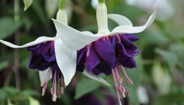 Gartentipp: Die essbaren Blüten sind mittlerweile in aller Munde