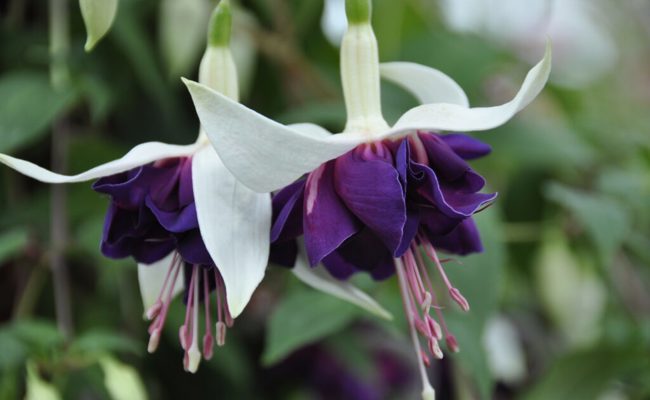 Gartentipp: Die essbaren Blüten sind mittlerweile in aller Munde