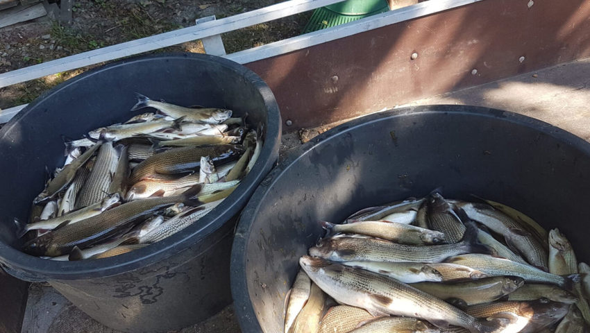  Tausende tote Äschen, musste der Fischereiverein im Juli zur Kadaversammelstelle bringen. 