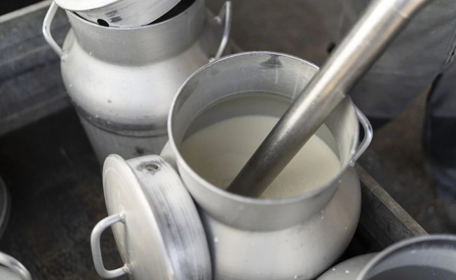 Existenzangst bei Bauern: Viele Milchproben liegen über PFAS-Richtwert