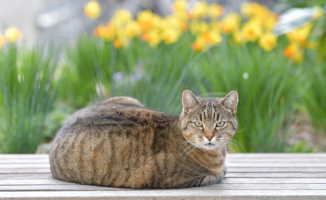 Leserbrief: Eine grosszügige Tierklinik in Gams leistet einen humanitären Beitrag