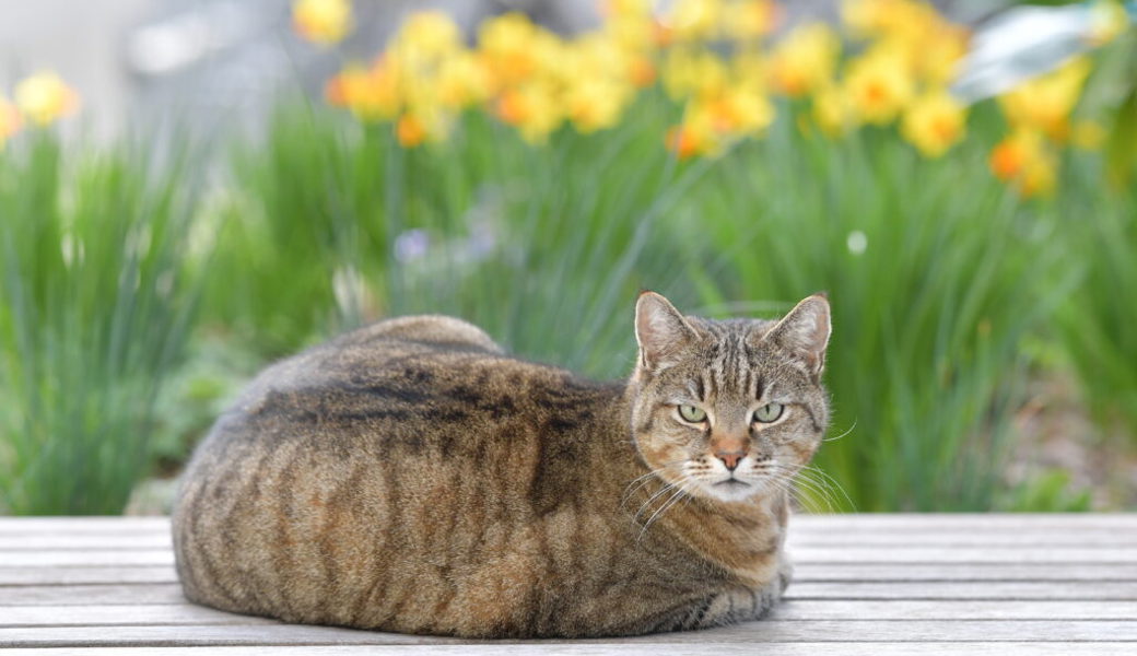  Die Tierklinik Kreuzberg in Gams zeigte sich grosszügig im Umgang mit Katzen der Flüchtlinge aus der Ukraine. 