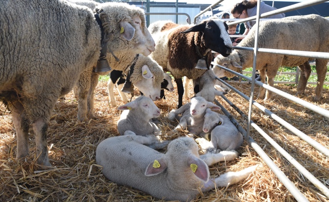Schöne Tiere, vielfältiges Marktangebot