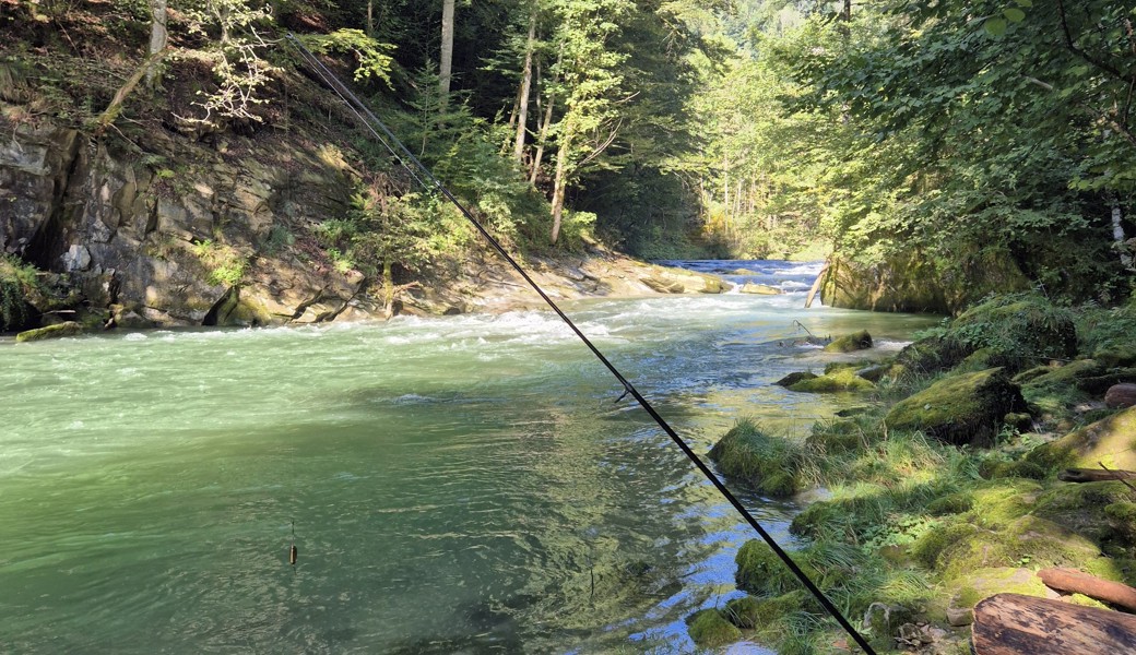 Im vergangenen Jahr wurde von den Fischerinnen und Fischern des Vereins 730 Fische gefangen – davon 724 Bachforellen.