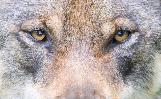 Brennpunkt Wolf: Bundesrat will eine neue Taktik prüfen