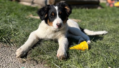 Kinderkram: «Plötzlich und unerwartet auf den Hund gekommen»