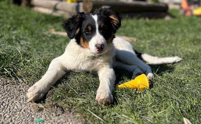 Kinderkram: «Plötzlich und unerwartet auf den Hund gekommen»