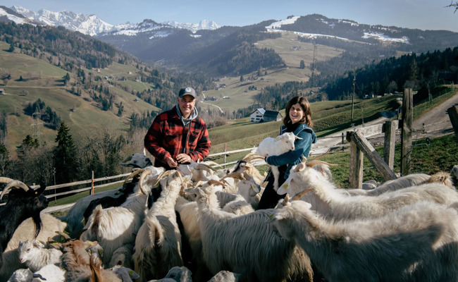 Im Toggenburg lebt die grösste Kaschmirziegen-Herde der Schweiz