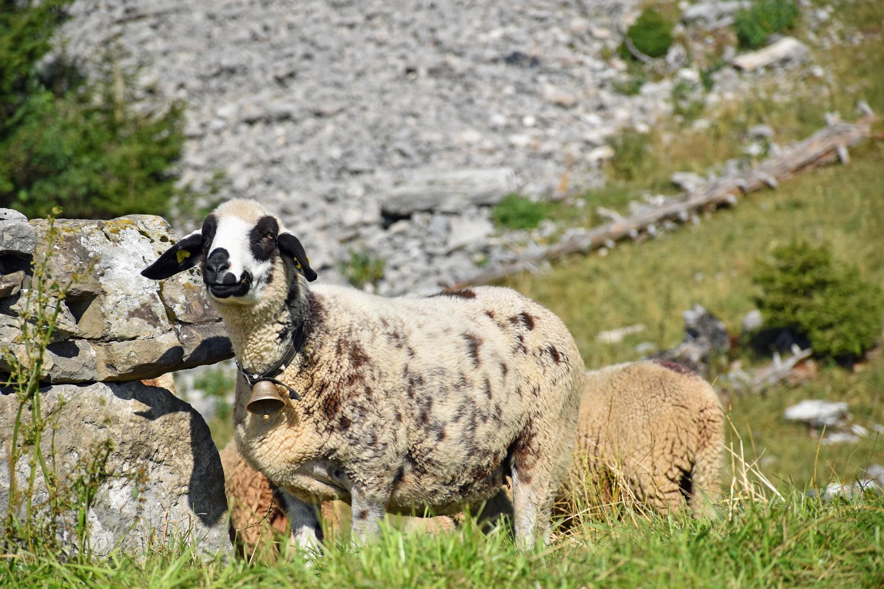 Wolf tötet acht Schafe auf Alp