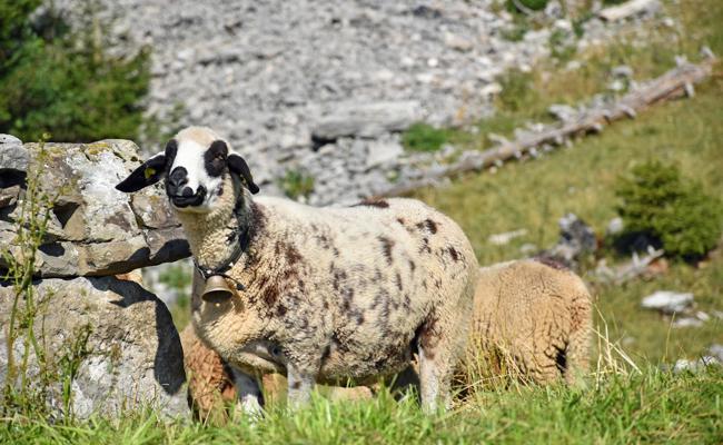 Wolf tötet acht Schafe auf Alp