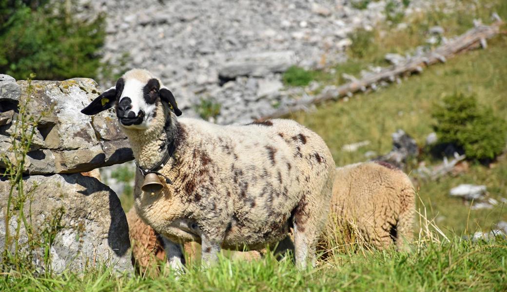 Mehrere Schafe fielen dem Wolf zum Opfer. 