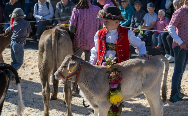 Viehschau Wartau: Schon die Kleinsten üben sich als Züchter