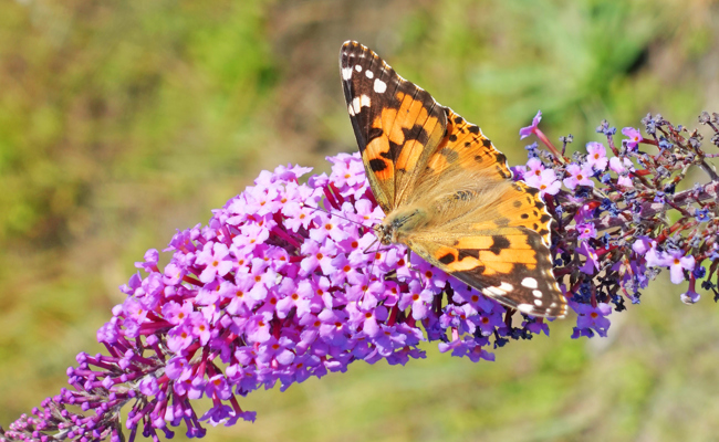 Garten: Wie man gebietsfremde Arten blocken kann