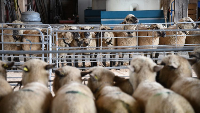  Knapp 100 Schafe von acht Züchtern standen in Reih und Glied.