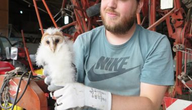 Wohl die einzige Brut weit und breit: In Balgach wurden fünf Schleiereulen beringt