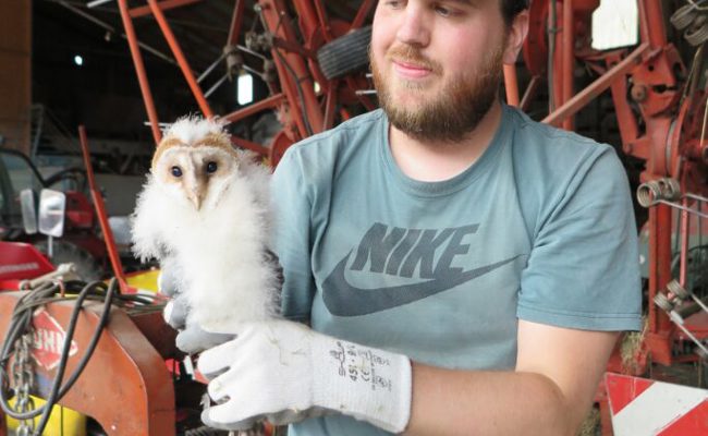 Wohl die einzige Brut weit und breit: In Balgach wurden fünf Schleiereulen beringt