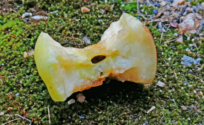 Gartentipp: Lebt die Schrebergartensiedlung in Frieden, so kann man Erträge tauschen