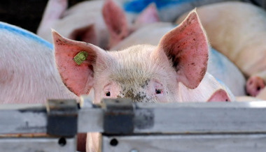 Schwein starb nach Transport – doch Tierarzt gab grünes Licht