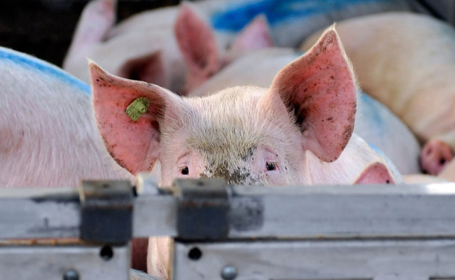 Schwein starb nach Transport – doch der Tierarzt gab grünes Licht