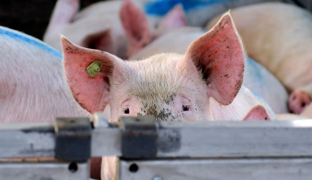 Schwein starb nach Transport – doch der Tierarzt gab grünes Licht