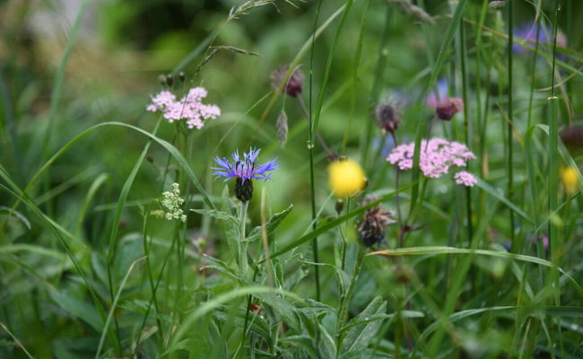 130 Arten: Am Stauberengrat wächst eine der schönsten Wiesen der Alpen