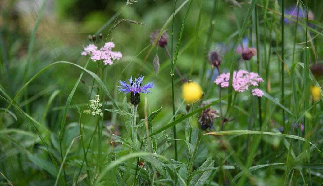  Dem Auge bietet sich eine grosse Vielfalt an Formen und Farben. Bilder: Corinne Hanselmann