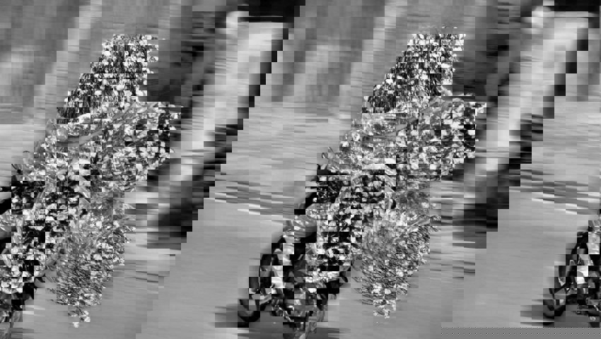  Bronze gab es für das Bild «Mobil». 