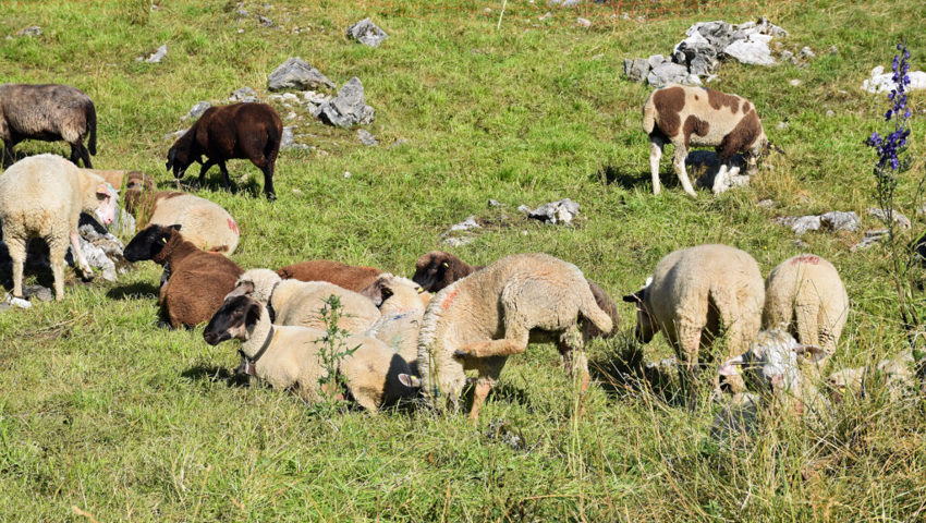  Auf der Alp Säss verbringen insgesamt 1000 Schafe den Sommer. 