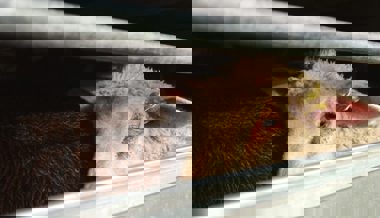 30 tote Schafe in Flumser Stall: Der «Täter» war gemäss DNA-Proben ein Hund