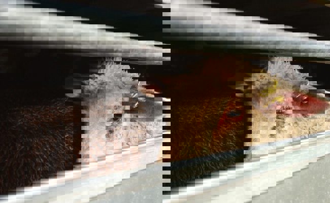 30 tote Schafe in Flumser Stall: Der «Täter» war gemäss DNA-Proben ein Hund