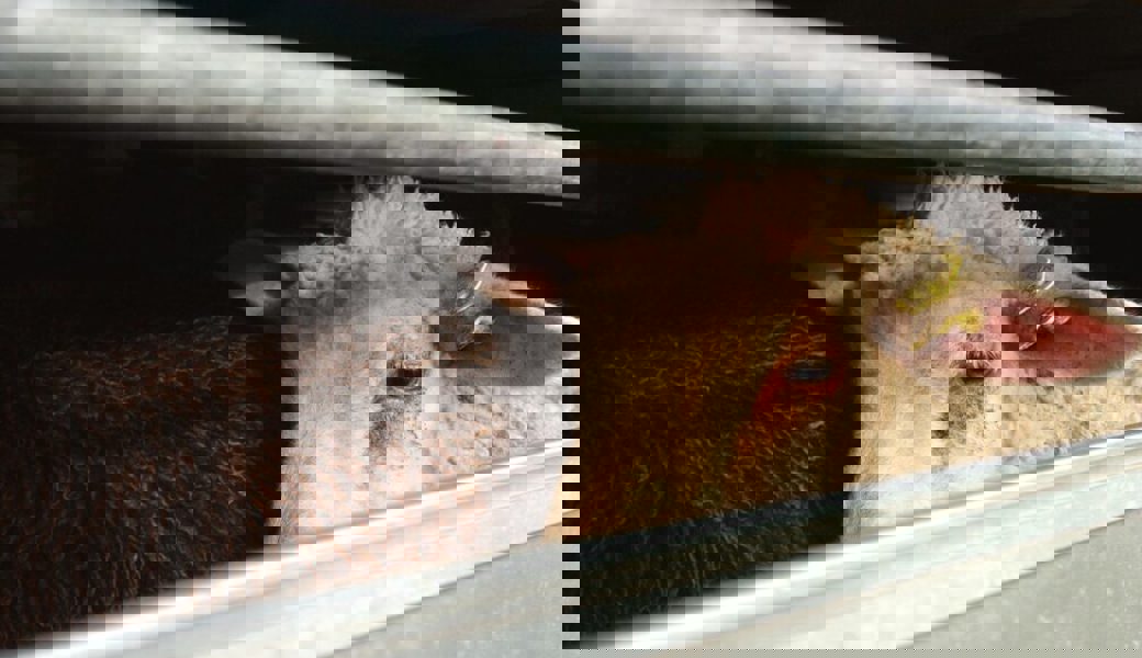  Freispruch für den Wolf: Ein Hund soll Schuld sein am Tod der Schafe in Flums. 