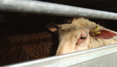 30 tote Schafe in Flumser Stall: Der «Täter» war gemäss DNA-Proben ein Hund