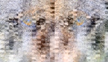 Abschussverfügung gegen Wolf im Weisstannental war rechtswidrig: Bundesgericht rüffelt Kanton St.Gallen