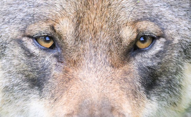 Abschussverfügung gegen Wolf im Weisstannental war rechtswidrig: Bundesgericht rüffelt Kanton St.Gallen
