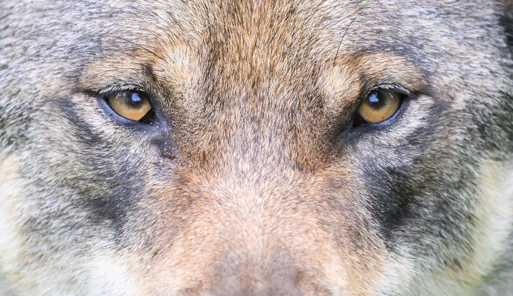 Abschussverfügung gegen Wolf im Weisstannental war rechtswidrig: Bundesgericht rüffelt Kanton St.Gallen