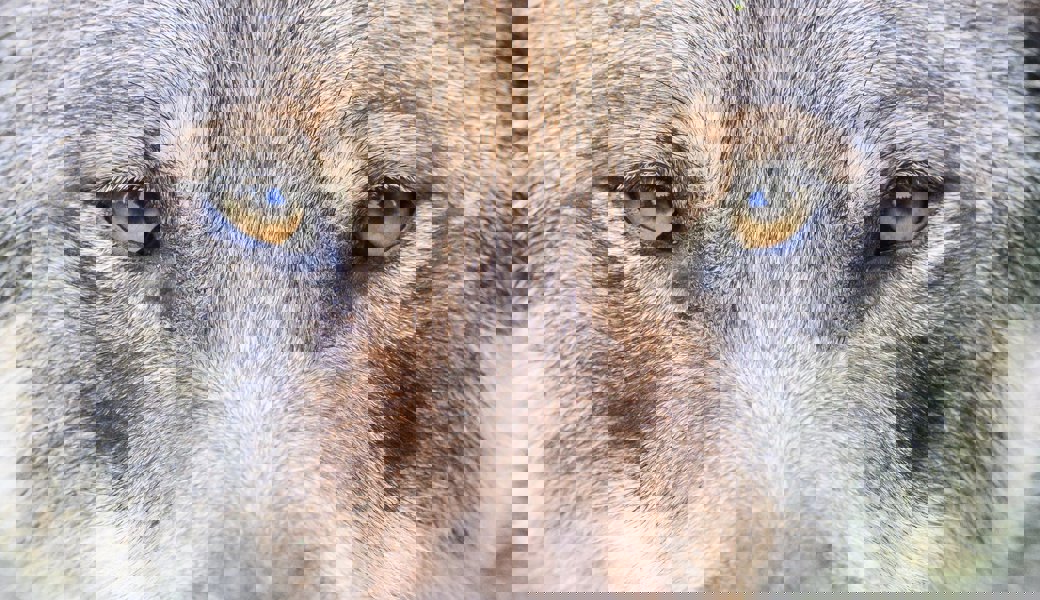 Die Verfügung für den Abschuss eines Wolfs im Weisstannental von 2023 gibt bis heute zu reden. 