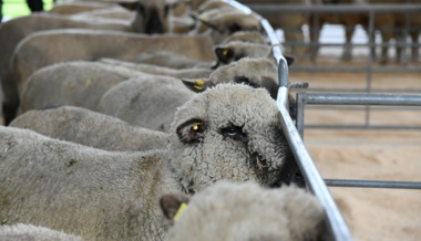 Zu wenig Kopffreiheit für Schafe im Anhänger: Züchter musste sich vor Gericht verantworten
