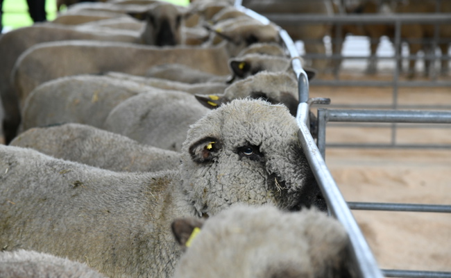 Zu wenig Kopffreiheit für Schafe im Anhänger: Züchter musste sich vor Gericht verantworten