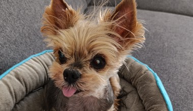 Yorkshire Terrier bei Rheinbrücke gefunden