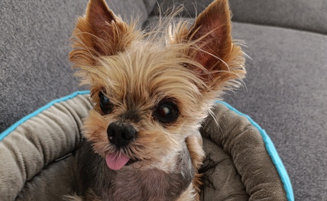 Yorkshire Terrier bei Rheinbrücke gefunden