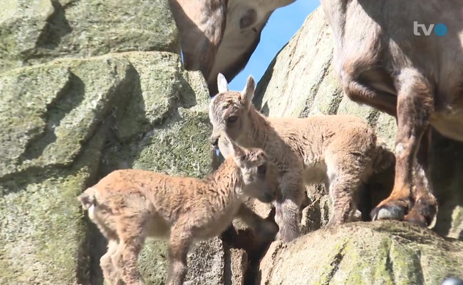 Sooo herzig: Steinbock-Kitze verzaubern St.Galler Wildpark