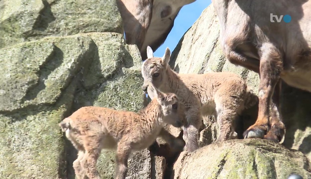 Die neuen Stars des St.Galler Tierparks Peter und Paul: Herzallerliebste Steinböckli. 