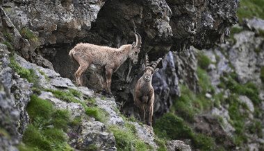 Steinböcke im Weg: Berggänger von Polizeiheli ausgeflogen
