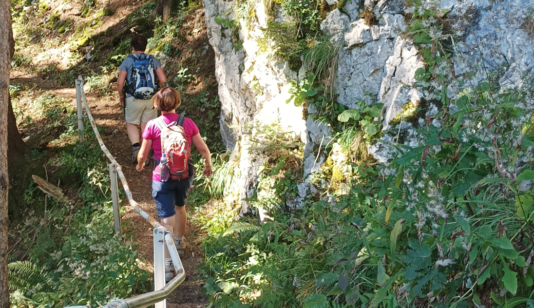 Die Wanderung durch den Hackwald ist abwechslungsreich.